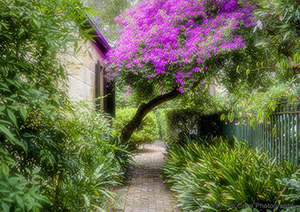 AR0003 Bouganvillia Pathway